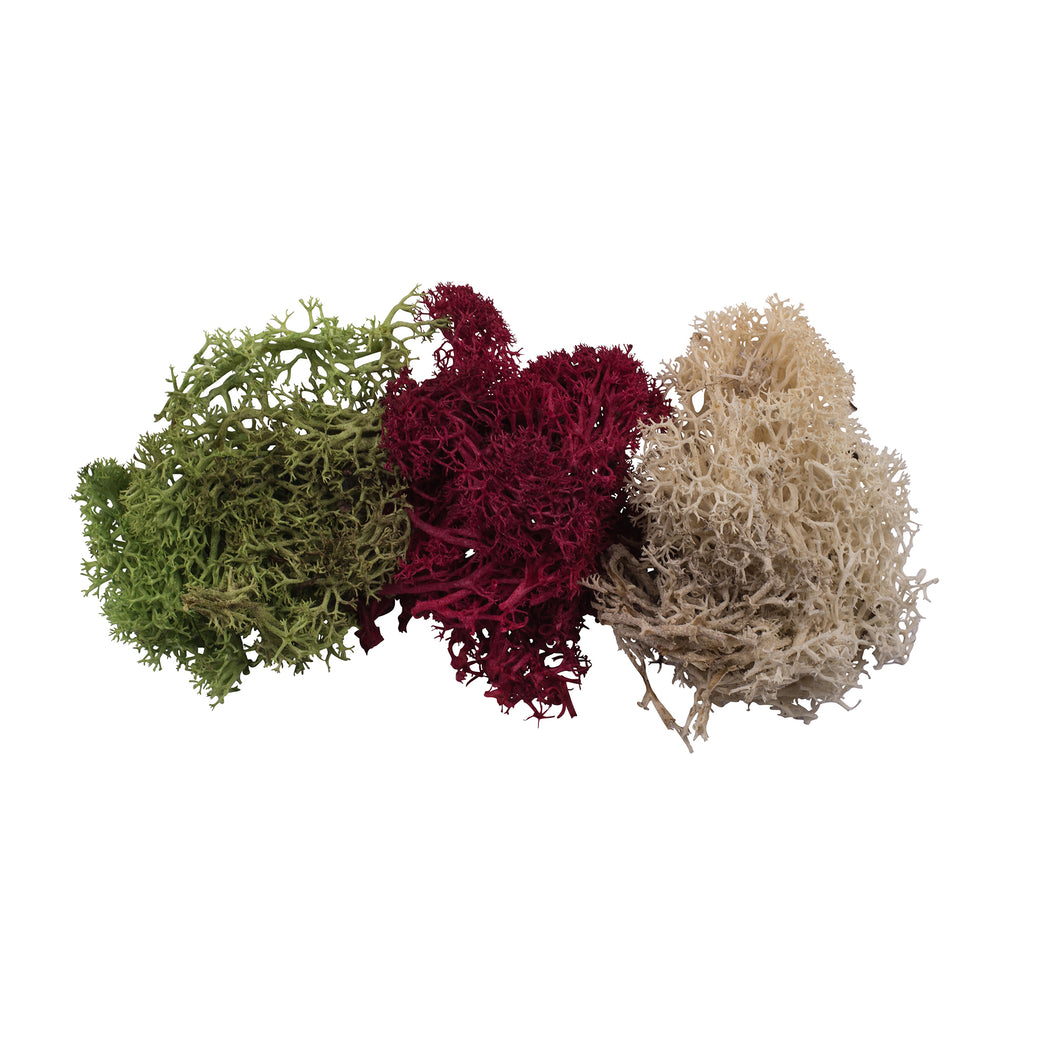 ICELAND LICHEN, SOFT